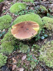 Aureoboletus innixus