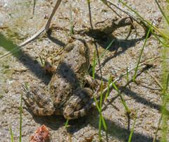 Rana luteiventris