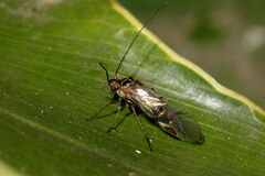 Psocidae