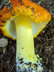 Amanita erythrocephala