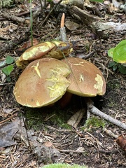 Aureoboletus innixus