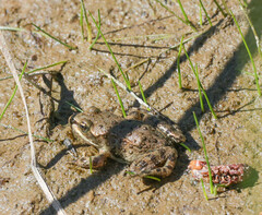 Rana luteiventris