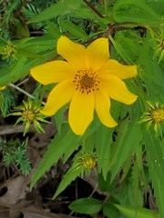 Bidens