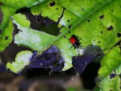 Macrocheraia grandis