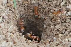 Dorymyrmex flavus