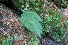 Polystichum aculeatum