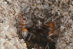 Dorymyrmex flavus