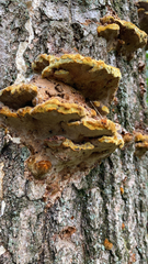Fuscoporia gilva