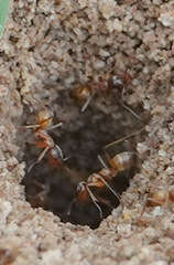 Dorymyrmex flavus