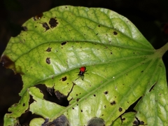 Macrocheraia grandis