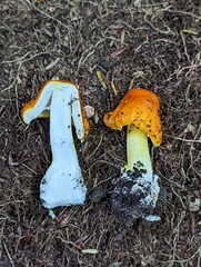 Amanita erythrocephala