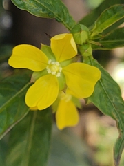 Ludwigia hexapetala