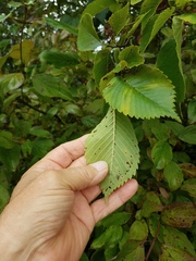 Ulmus rubra