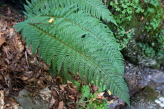 Polystichum aculeatum