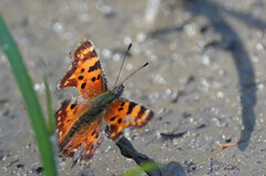 Polygonia faunus