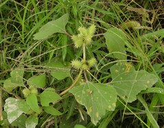 Xanthium orientale