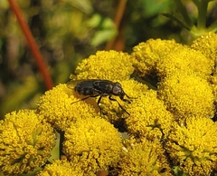 Stomorhina lunata
