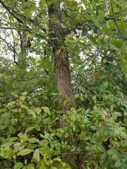 Ulmus rubra