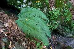 Polystichum aculeatum
