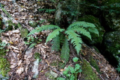 Polystichum aculeatum