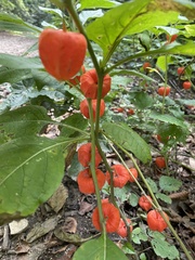 Alkekengi officinarum