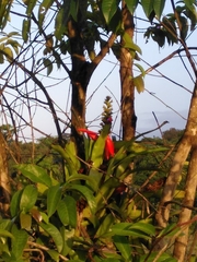 Aechmea mertensii