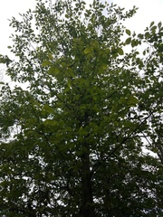 Ulmus rubra