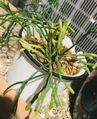 Hatiora salicornoides