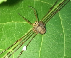 Dicranopalpus
