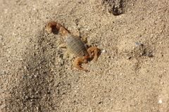 Mesobuthus thersites