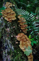 Pholiota