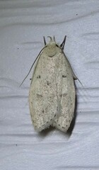 Machimia tentoriferella