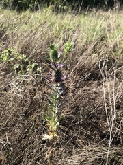 Eryngium leavenworthii