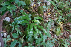Asplenium scolopendrium