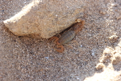 Mesobuthus thersites