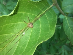 Dicranopalpus