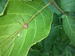 Dicranopalpus