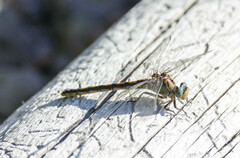 Ophiogomphus severus