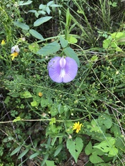 Centrosema virginianum