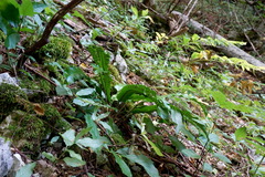 Asplenium scolopendrium