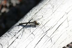Ophiogomphus severus