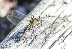 Ophiogomphus severus