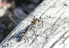 Ophiogomphus severus