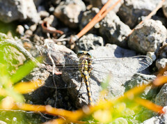 Ophiogomphus severus
