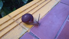 Quantula striata