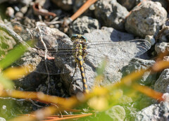 Ophiogomphus severus