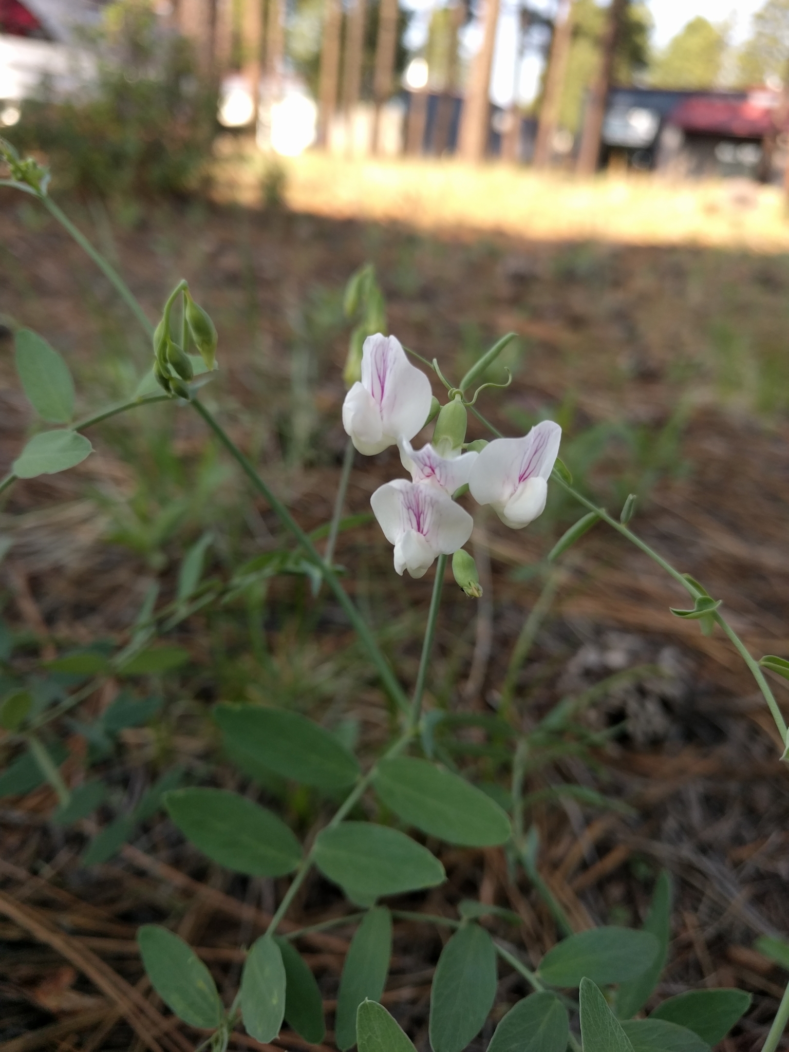 Lathyrus laetivirens