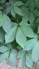 Aesculus parviflora