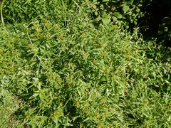 Bidens tripartita