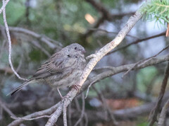 Junco hyemalis caniceps